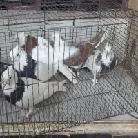 کبوتر|پرنده|رفسنجان, |دیوار