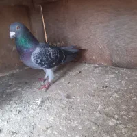 کبوتر نر پلاکی|پرنده|نکا, |دیوار