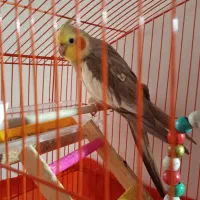 عروس هلندی نر سخن گو بسیار باهوش  با قفس وسایلاش