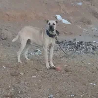 حیوانات اهلی