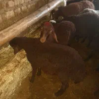 حیوانات اهلی بره ماده