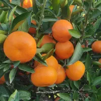 فروش یافا و پچ|خوردنی و آشامیدنی|ساری, |دیوار