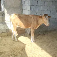 گوساله ماده نژاد جرسی