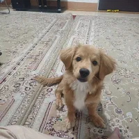 واگذاری سگ اشپیتز ۵ ماهه باهوش|سگ|فردیس, شهرک ارم|دیوار