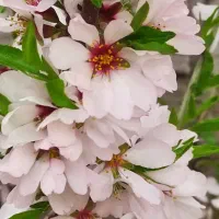 فروش باغچه