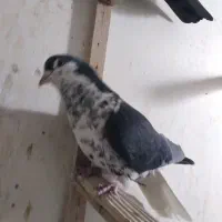 کفتر پرشی|پرنده|مشهد, کوی پلیس|دیوار