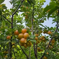 فروش-باغ-نقدی-معاوضه-با-ملک-مسکونی-تهاتر-با-ساخت