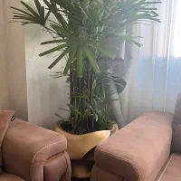 گل لیدی پالم