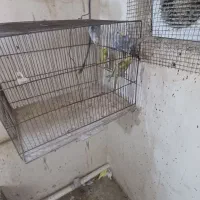 مرغ عشق پروانیی|پرنده|بندر ماهشهر, |دیوار