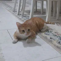 واگذاری فوری رایگان گربه نر