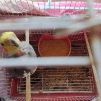 عروس هلندی|پرنده|تنکابن, |دیوار