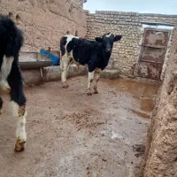 گوساله دو رگ ۲۰۰کیلو برابر بلژیک