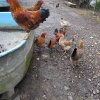 فروش مرغ محلی ومرغ روسی