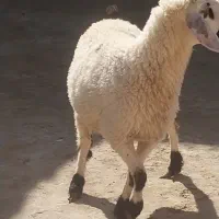 بره ماده چاق