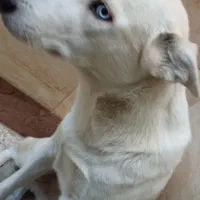 سگ خانگی|سگ|اصفهان, طامه|دیوار