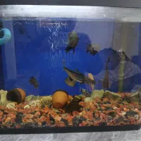 اگواریوم شرکتی ۶۰ همراه ماهی