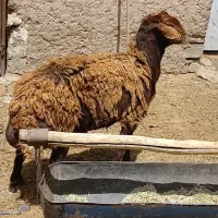 گوسفند