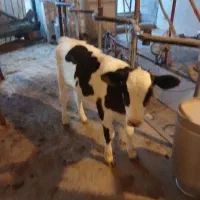 گوساله ماده