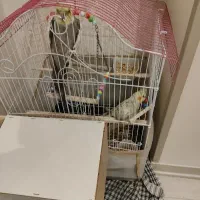 عروس هلندی نر و ماده