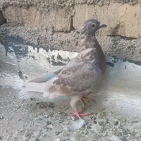 کفتر مسافتی گمشده