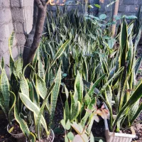 گل سانسوریا|گل و گیاه طبیعی|خمام, |دیوار