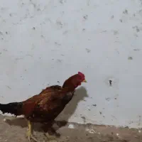 دستگاه جوجه کشی ۱۸۰تایی..مرغ و خروس|حیوانات مزرعه|علیآباد کتول, |دیوار