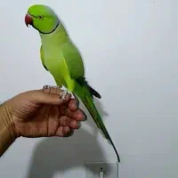 گمشده طوطی ملنگو مژدگانی