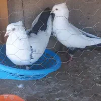 کبوتر کفتر گتوند|پرنده|اهواز, بعثت|دیوار