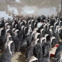 جوجه بوقلمون برنز سینه پهن  انگلیسی|حیوانات مزرعه|تهران, نعمت‌آباد|دیوار