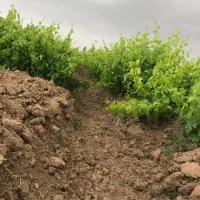 باغ انگور|فروش دفتر صنعتی، کشاورزی، تجاری|خرمدشت, |دیوار