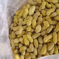 کارگاه بادام زمینی|حراج|بوکان, |دیوار