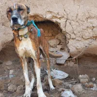 واگذاری ماده خراسانی|سگ|قوچان, |دیوار