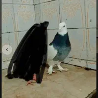 کفتر طوقی درجه یک مهر تمیز