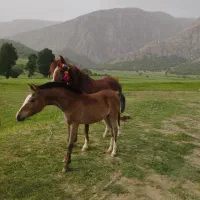 حیوانات|اسب و تجهیزات اسب‌سواری|دورود, |دیوار