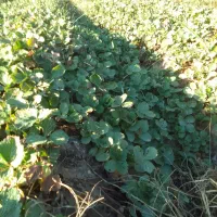 نهال توت فرنگی سابرینا