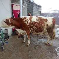 گاو سیمیتال شیری|حیوانات مزرعه|سراجو, |دیوار