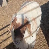 بره نروقوچ‌وبزغاله‌|حیوانات مزرعه|قائن, |دیوار