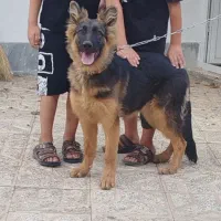 سگ ژرمن شپرد