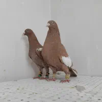 سه رگ افغانی|پرنده|مشهد, وکیل‌آباد|دیوار