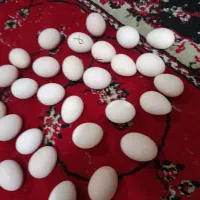 تخم مرغ دو رگ گلین