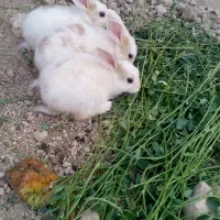 خرگوش خرگوش