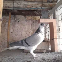 کبوتر