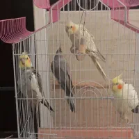 دو جفت عروس هلندی