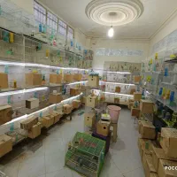 قفس۴خوان پایه دار کوتوله عروس گرینچیک قناری کفتر|پرنده|مشهد, گلبرگ شمالی|دیوار
