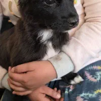 میکس پامر اشپیتز|سگ|شاهین‌شهر, شهرک گلدیس|دیوار