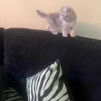 بچه گربه اسکاتیش ۱۳ م + ۴ م وسیله رایگان|گربه|کرمان, |دیوار