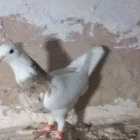 کبوتر طوقی سرور|پرنده|زرندیه, |دیوار