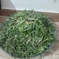 شنگه و پاقزقان