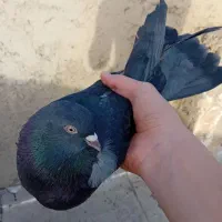 اصفهانی