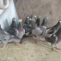 آلمانی ودورگ کفتر بوم پرشی|پرنده|تربتحیدریه, چهارراه خواف|دیوار